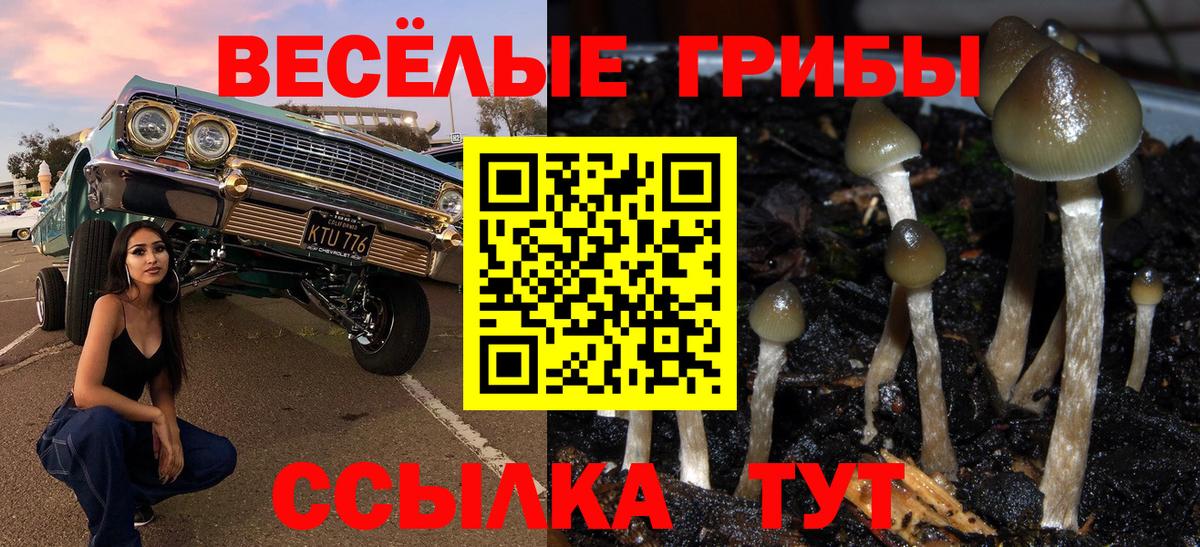 Киселёвск  Галлюциногенные грибы Psilocybine cubensis  Вход с VPN 
